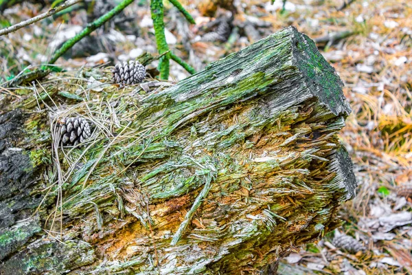 Sawed Eaten Tree Stump Wood Forest Floor Green Moss What — Fotografia de Stock