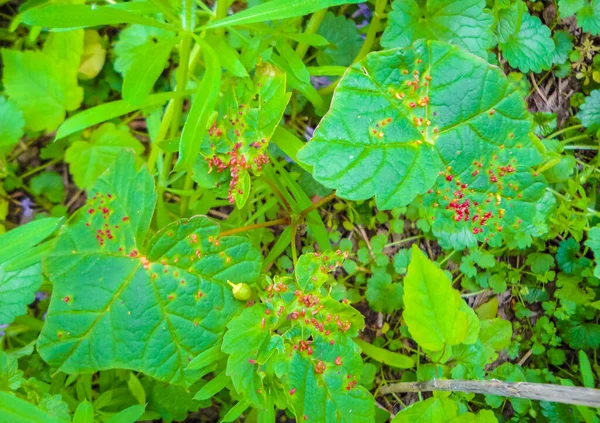 Plantas Verdes Gramíneas Musgo Flores Chão Floresta Harrier Sand Ilha — Fotografia de Stock