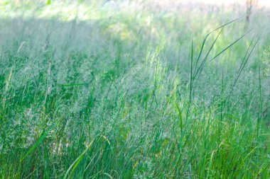 Hechthausen Hemmoor Cuxhaven Aşağı Saksonya Almanya 'sında orman zemininde yeşil bitkiler yosun ve çiçekler.