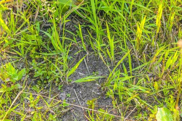 Green Plants Moss Grasses Flowers Forest Floor Hechthausen Hemmoor Cuxhaven — Foto de Stock