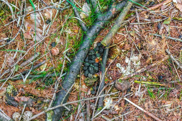 Sawed Eaten Tree Stump Wood Forest Floor Green Moss Lohe — Stock Photo, Image