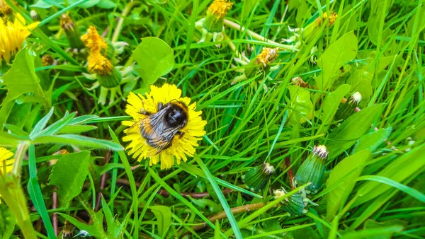 Honey Bee Insect Yellow Dandelions Flower Meadow Summer Bremerhaven Bremen — Foto Stock