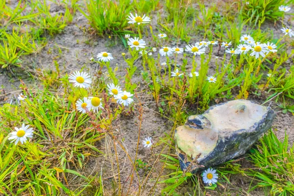 Geel Wit Kleurrijke Kamille Kamille Bloemen Groene Weide Veld Häusen — Stockfoto