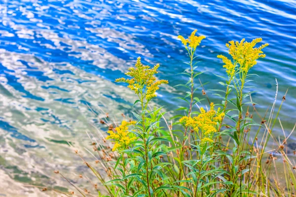 Gele Kleurrijke Bloemen Planten Dicht Bij Het Blauwe Heldere Water — Stockfoto