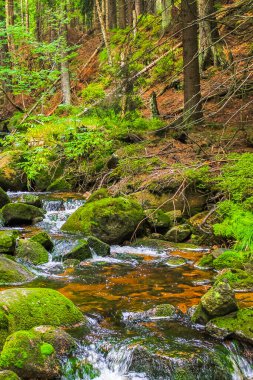 Wernigerode Aşağı Saksonya Almanya 'sında Ulusal Park Harz' daki Brocken Dağı üzerindeki küçük şelale nehri ve akarsu manzarası manzarası.