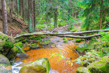 Wernigerode Aşağı Saksonya Almanya 'sında Ulusal Park Harz' daki Brocken Dağı üzerindeki küçük şelale nehri ve akarsu manzarası manzarası.