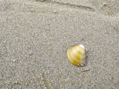 Güzel deniz gelgitleri sahil kum yengeçleri midyeler ve Schwanewede Osterholz Aşağı Saksonya Almanya 'sındaki Harrier Kum Adası manzarası manzarası..