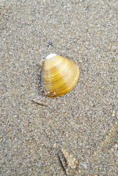 Beautiful Wadden Sea Tidelands Coast Beach Sand Crabs Shrimps Mussels — Photo