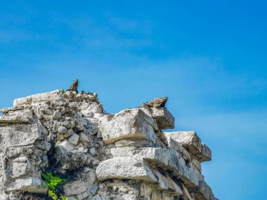 Antik Tulum 'daki kayalıklardaki dev Iguana kertenkele hayvanı, Tulum Mexico' daki tropik doğal orman palmiyesi ve deniz manzarasında tapınak kalıntıları ve eserlerle Maya bölgesini harabeye çeviriyor..