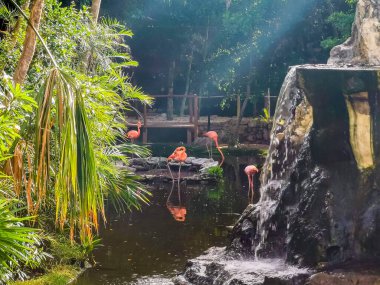 Pembe flamingolar Quintana Roo Mexico 'daki lüks bir tatil köyünde göl kenarında..
