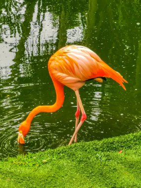 Pembe flamingolar Quintana Roo Mexico 'daki lüks bir tatil köyünde göl kenarında..