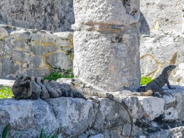 Antik Tulum 'daki kayalıklardaki dev Iguana kertenkele hayvanı, Tulum Mexico' daki tropik doğal orman palmiyesi ve deniz manzarasında tapınak kalıntıları ve eserlerle Maya bölgesini harabeye çeviriyor..