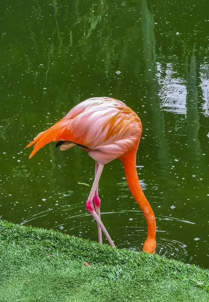 Roze Flamingo Vijver Meer Luxe Resort Quintana Roo Mexico — Stockfoto