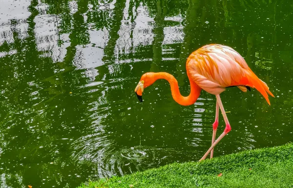 Pink Flamingos Pond Lake Luxury Resort Quintana Roo Mexico — Photo