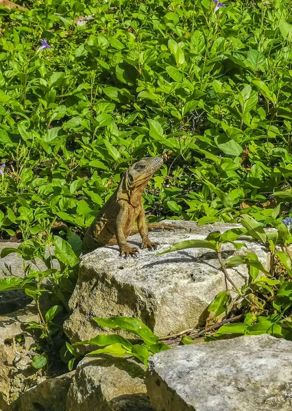 Enorme Iguana Gecko Animal Rochas Antigo Tulum Ruínas Local Maia — Fotografia de Stock