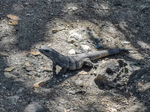 Huge Iguana Gecko Animal Ground Ancient Tulum Ruins Mayan Site — Stock fotografie