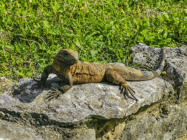 Enorme Iguana Geco Animale Rocce Presso Antiche Rovine Tulum Sito — Foto Stock