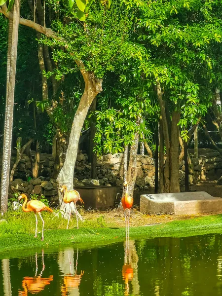 Pink Flamingos Pond Lake Luxury Resort Quintana Roo Mexico — Foto de Stock