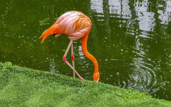 Pink Flamingos Pond Lake Luxury Resort Quintana Roo Mexico — Fotografia de Stock