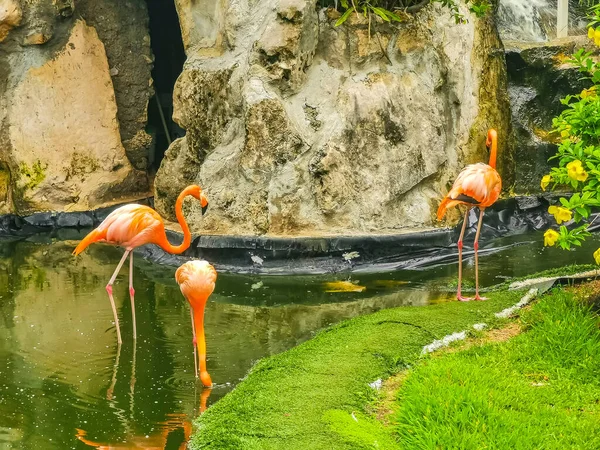 Pink Flamingos Pond Lake Luxury Resort Quintana Roo Mexico — Stock Photo, Image