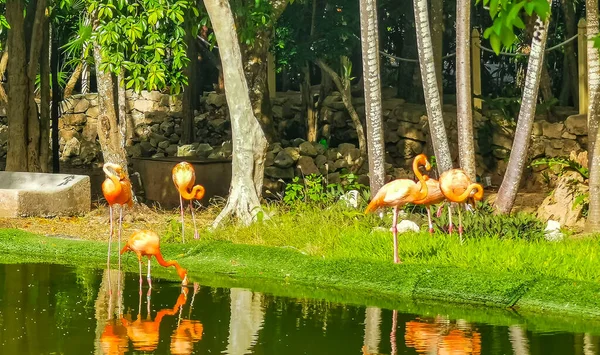 Pink Flamingos Pond Lake Luxury Resort Quintana Roo Mexico — Photo