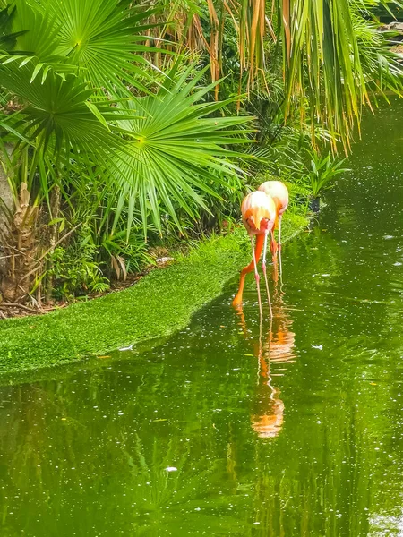 Fenicotteri Rosa Nel Lago Stagno Resort Lusso Quintana Roo Messico — Foto Stock