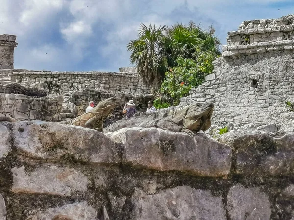 Huge Iguana Gecko Animal Rocks Ancient Tulum Ruins Mayan Site —  Fotos de Stock