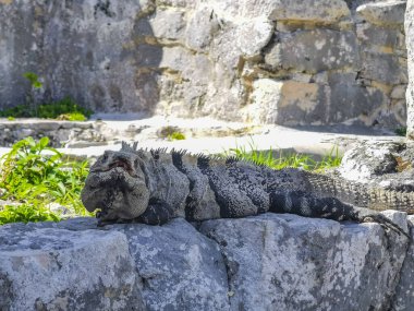 Antik Tulum 'daki kayalıklardaki dev Iguana kertenkele hayvanı, Tulum Mexico' daki tropik doğal orman palmiyesi ve deniz manzarasında tapınak kalıntıları ve eserlerle Maya bölgesini harabeye çeviriyor..