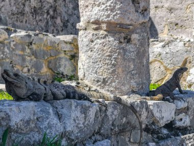 Antik Tulum 'daki kayalıklardaki dev Iguana kertenkele hayvanı, Tulum Mexico' daki tropik doğal orman palmiyesi ve deniz manzarasında tapınak kalıntıları ve eserlerle Maya bölgesini harabeye çeviriyor..