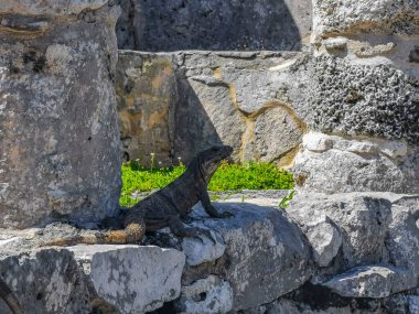 Antik Tulum 'daki kayalıklardaki dev Iguana kertenkele hayvanı, Tulum Mexico' daki tropik doğal orman palmiyesi ve deniz manzarasında tapınak kalıntıları ve eserlerle Maya bölgesini harabeye çeviriyor..