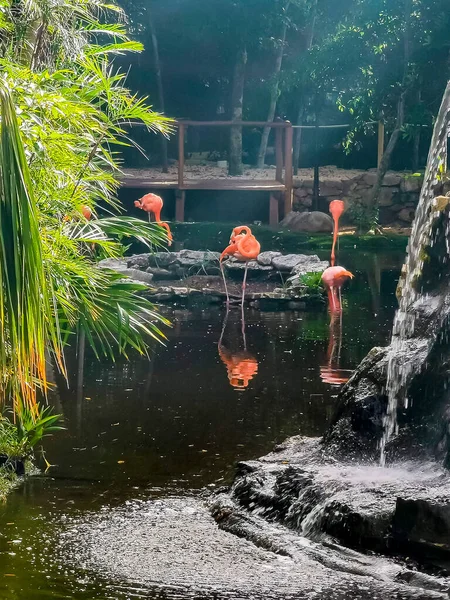 Pink Flamingos Pond Lake Luxury Resort Quintana Roo Mexico — Foto de Stock