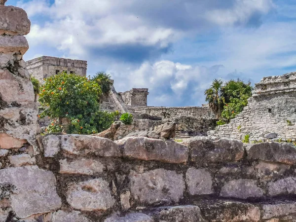 Hatalmas Iguana Gekkó Állat Sziklákon Ősi Tulum Romok Maja Helyén — Stock Fotó