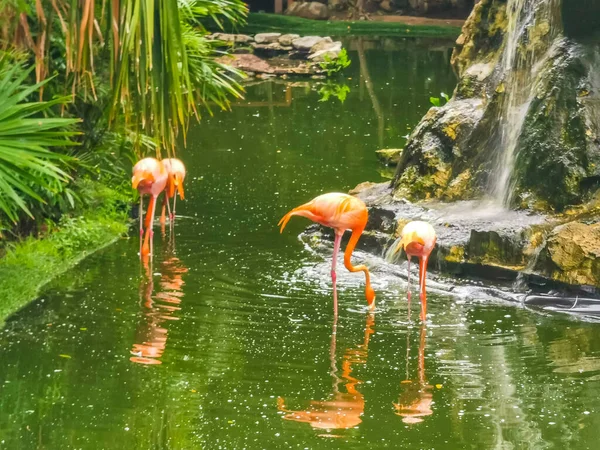 Pink Flamingos Pond Lake Luxury Resort Quintana Roo Mexico — Stock Photo, Image