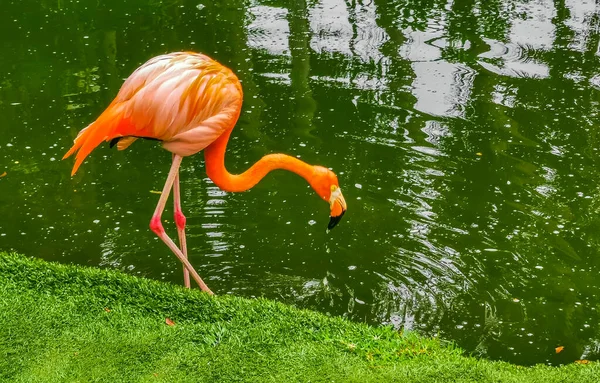 Pink Flamingos Pond Lake Luxury Resort Quintana Roo Mexico — Stockfoto