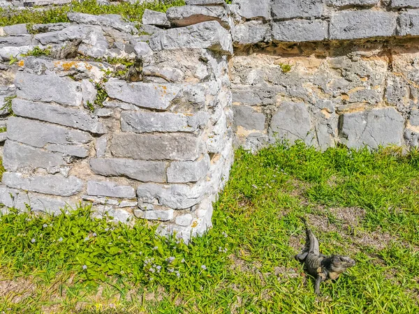 Huge Iguana Gecko Animal Grass Rocks Ancient Tulum Ruins Mayan — Fotografia de Stock