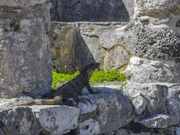 Huge Iguana Gecko Animal Rocks Ancient Tulum Ruins Mayan Site — ストック写真