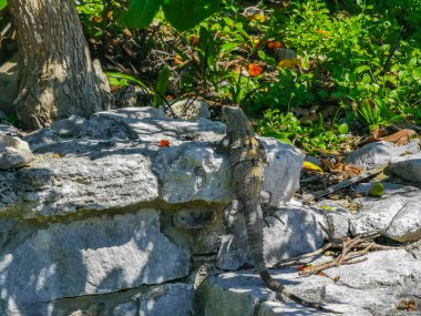 Antik Tulum 'daki kayalıklardaki dev Iguana kertenkele hayvanı, Tulum Mexico' daki tropik doğal orman palmiyesi ve deniz manzarasında tapınak kalıntıları ve eserlerle Maya bölgesini harabeye çeviriyor..