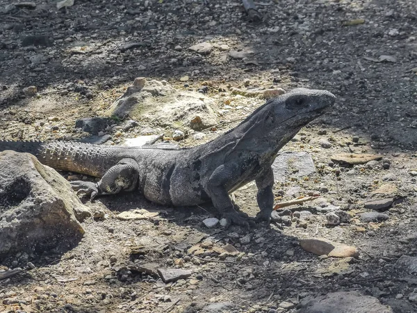 Huge Iguana Gecko Animal Ground Ancient Tulum Ruins Mayan Site — Fotografia de Stock