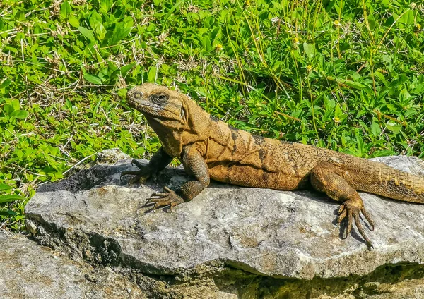 Huge Iguana Gecko Animal Rocks Ancient Tulum Ruins Mayan Site — ストック写真