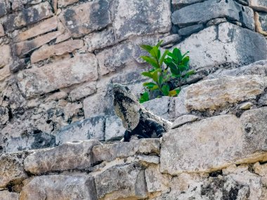Antik Tulum 'daki kayalıklardaki dev Iguana kertenkele hayvanı, Tulum Mexico' daki tropik doğal orman palmiyesi ve deniz manzarasında tapınak kalıntıları ve eserlerle Maya bölgesini harabeye çeviriyor..