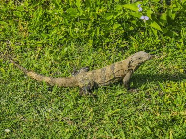 Antik Tulum 'daki çimlerin üzerindeki dev Iguana kertenkele hayvanı Tulum Meksika' daki tropik doğal orman palmiyesi ve deniz manzarasında tapınak kalıntıları ve eserlerle Maya bölgesini harabeye çeviriyor..