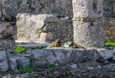 Antik Tulum 'daki kayalıklardaki dev Iguana kertenkele hayvanı, Tulum Mexico' daki tropik doğal orman palmiyesi ve deniz manzarasında tapınak kalıntıları ve eserlerle Maya bölgesini harabeye çeviriyor..