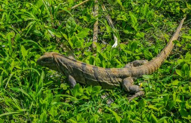 Antik Tulum 'daki çimlerin üzerindeki dev Iguana kertenkele hayvanı Tulum Meksika' daki tropik doğal orman palmiyesi ve deniz manzarasında tapınak kalıntıları ve eserlerle Maya bölgesini harabeye çeviriyor..