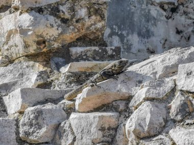 Antik Tulum 'daki kayalıklardaki dev Iguana kertenkele hayvanı, Tulum Mexico' daki tropik doğal orman palmiyesi ve deniz manzarasında tapınak kalıntıları ve eserlerle Maya bölgesini harabeye çeviriyor..