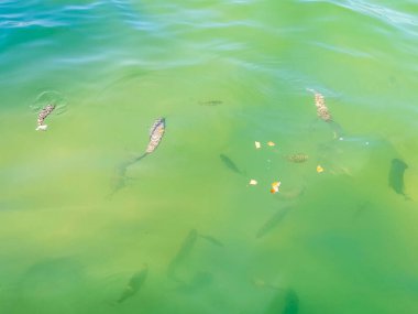 Quintana Roo Mexico 'daki Holbox adasında yeşil turkuaz ve mavi suda yüzen tropik balıklar..