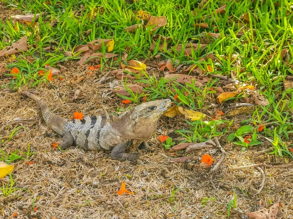 Huge Iguana Gecko Animal Grass Ancient Tulum Ruins Mayan Site — Stock Fotó