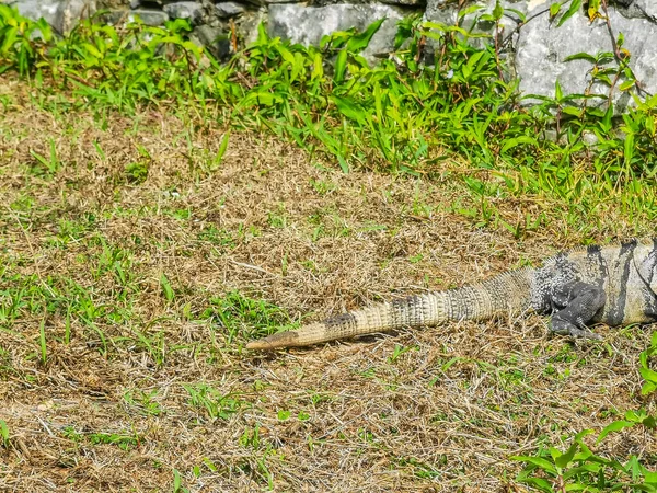 Huge Iguana Gecko Animal Grass Ancient Tulum Ruins Mayan Site —  Fotos de Stock