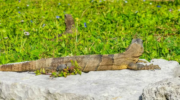 Enorme Iguana Gecko Animal Rochas Antigo Tulum Ruínas Local Maia — Fotografia de Stock