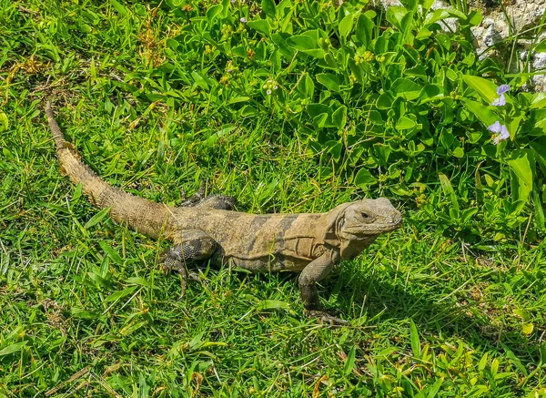 Enorme Iguana Gecko Animal Grama Antigo Tulum Ruínas Local Maia — Fotografia de Stock