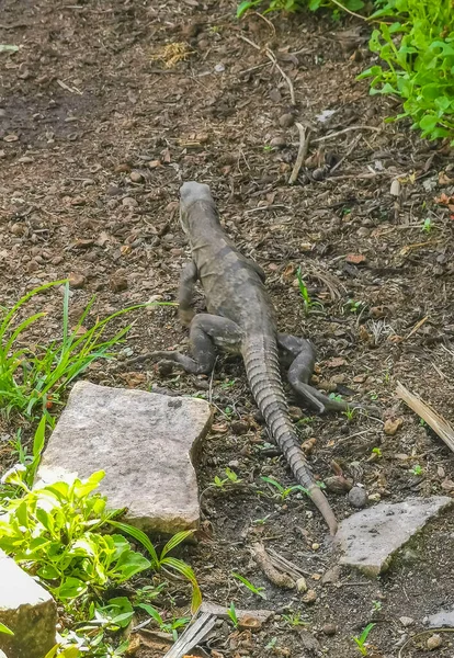 Huge Iguana Gecko Animal Ground Ancient Tulum Ruins Mayan Site — ストック写真